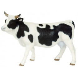 Vaca Picazo - Papo
