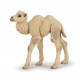 Camello Cria - PAPO