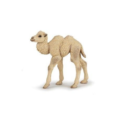 Camello Cria - PAPO