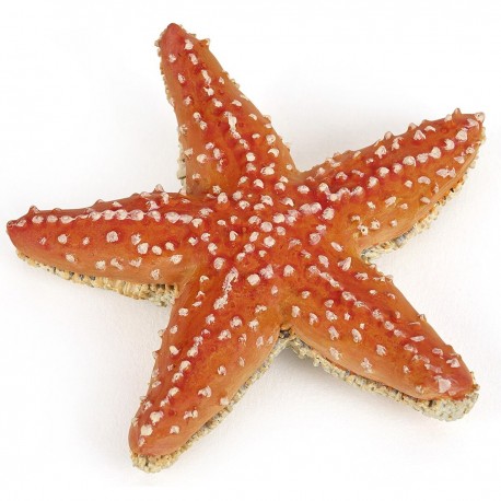 Estrella de Mar - Papo